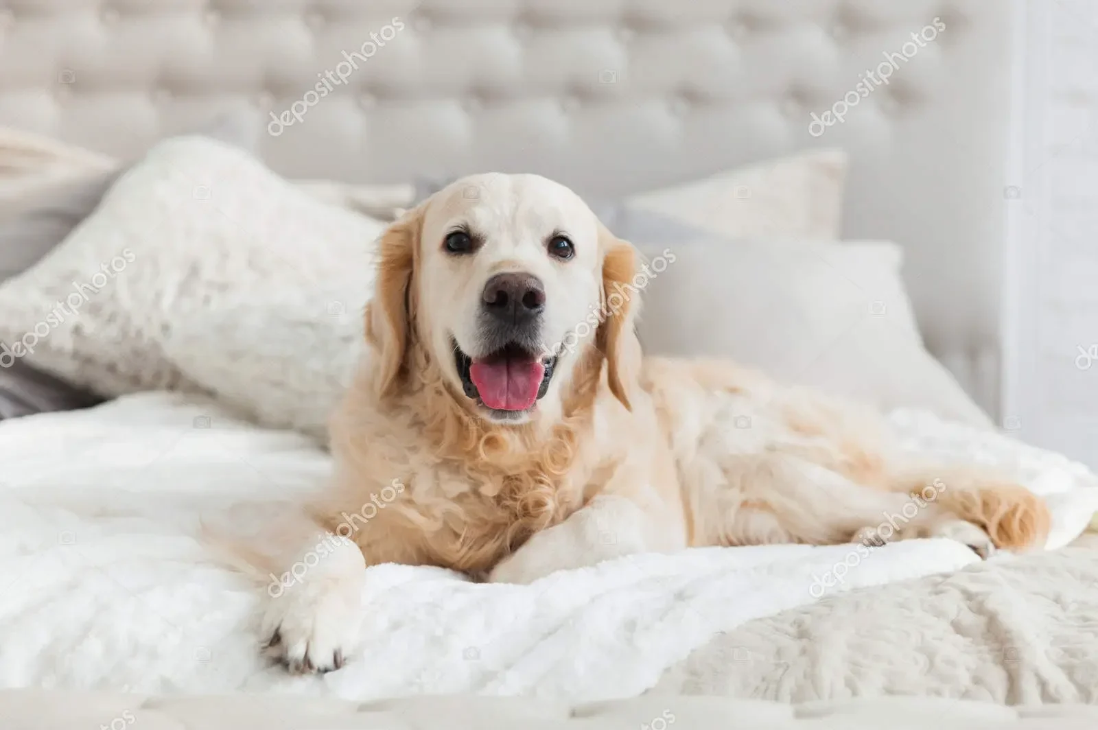 golden retriever on luxurious bed